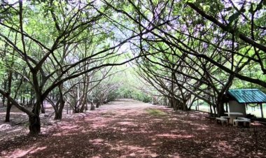 พาชมหินแฝดยักษ์และงิ้วแฝดกลางผา ที่เขากระบุด ครบุรี โคราช