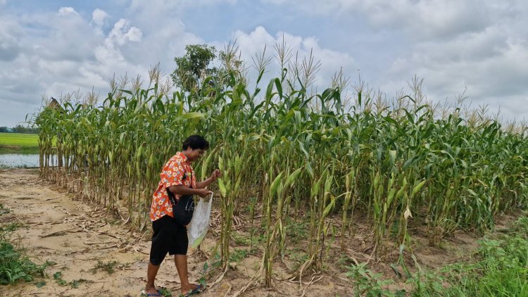 เกษตรกรโคราชพลิกผืนนา 1 ไร่ ปลูกพืชอายุสั้น 45 วัน โกยรายได้วันละ 1 พันบาท