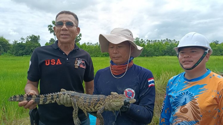 หน่วยกู้ภัยมูลนิธิสัจจะพุทธธรรมกบินทร์บุรีบุกจับได้แล้วจระเข้นอนอาบแดดในบ่อปลา