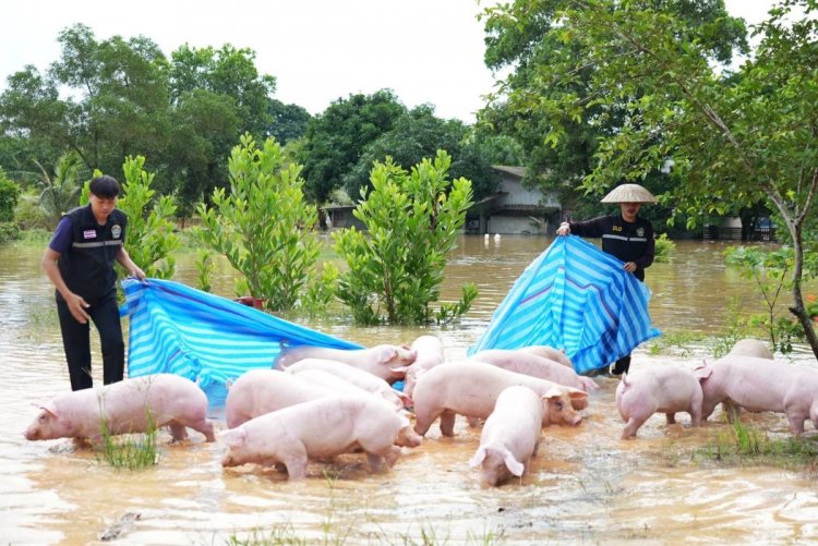 มาตรการป้องกันและดูแลปศุสัตว์ ในภาวะอุทกภัย พร้อมวิธีบริโภคเนื้อสัตว์ให้ปลอดภัย