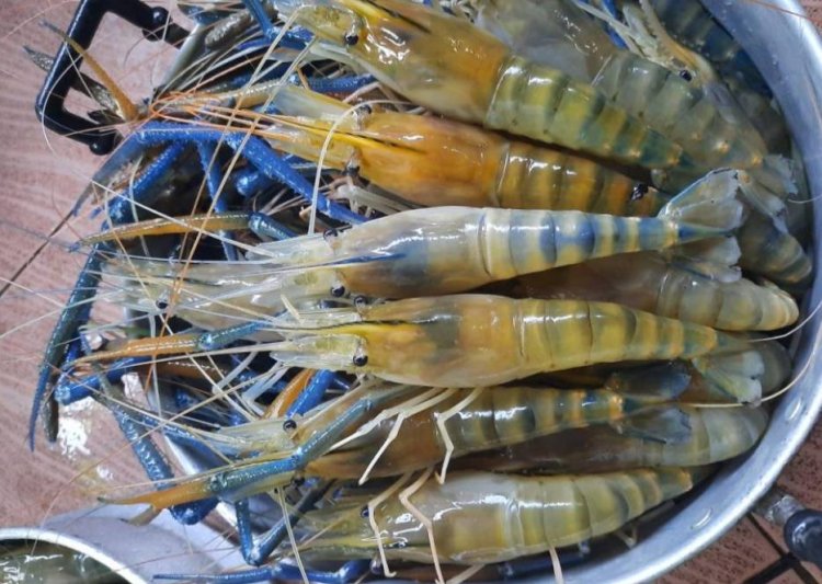 สหรัฐอเมริกาปลดกุ้งไทยออกจาก Blacklist การใช้แรงงานเด็ก