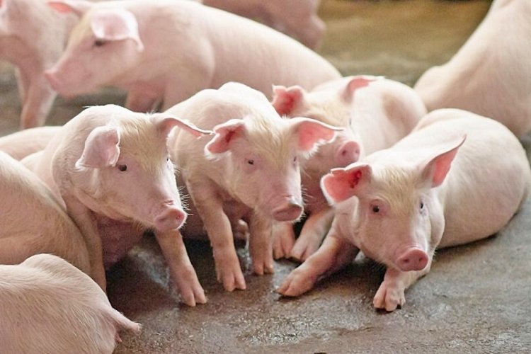 สมาคมหมู ชี้เหตุผลหมูบราซิลถูก เพราะราคาวัตถุดิบต่ำมากแนะ รมว.พาณิชย์ แก้ปัญหาให้ตรงจุด หลังของไทยแพงสุดในโลก