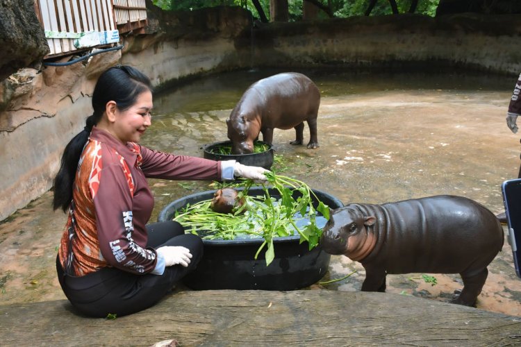 สวนสัตว์ขอนแก่นก็มีเด้อ!“หมูด้วง”หลาน "หมูเด้ง" ลูกฮิปโปแคระสุดน่ารักอายุ 5 เดือน