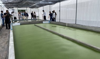 มทส.โมเดล "ฟาร์มไข่ผำ"เพิ่มมูลค่าเชิงพาณิชย์เพื่อการผลิตโปรตีนทางเลือกเจาะตลาดโลก