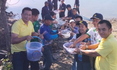 ประมงนครฯ-สุราษฎร์ฯ ยันปลาหมอคางดำเบาบางลง เดินหน้าต่อ จับมือ CPF ปล่อยปลาผู้ล่าลดปริมาณปลาในระยาว