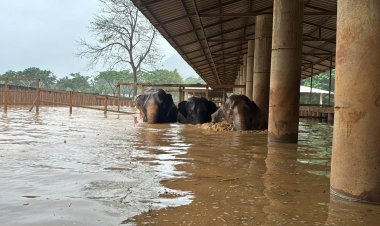 น้ำป่าแม่แตงทะลักแรงท่วมศูนย์บริบาลช้าง อพยพช้างแก่-พิการกว่า100เชือกชุลมุน