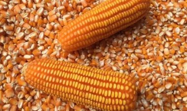 มติรัฐคุมเข้มเกินเหตุนำเข้าข้าวโพด-วัตถุดิบ ส่งผลไม่พอเลี้ยงไก่ทั้งประเทศกระทบหนักเกษตรกรและผู้บริโภค