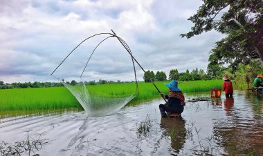 ฝนตกน้ำหลาก คนครบุรีแห่ยกยอหาปลาปรุงอาหารลดค่าใช้จ่าย เหลือขายสร้างรายได้