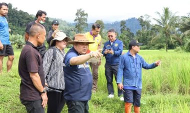"เพลี้ยกระโดดสีน้ำตาล-เพลี้ยหลังขาว"ระบาดนาข้าวสังขละบุรี