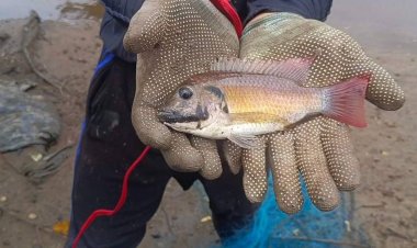 DNA ปลาหมอคางดำยังเคลือบแคลง ไทยนำเข้าจาก “กานา” ประเทศเดียวจริงหรือ?