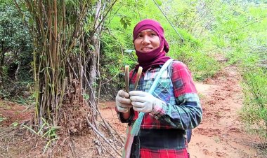 คนครบุรีแห่ออกหาหน่อโจดขายกก.ละ 200 บาท สร้างรายได้เสริม