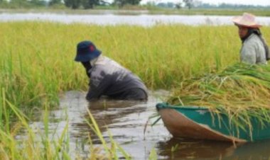 กระทรวงเกษตรฯ ลดขั้นตอน เร่งให้ความช่วยเหลือผู้ประสบภัยพิบัติด้านการเกษตร