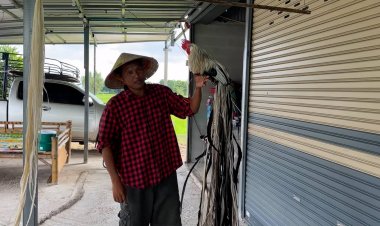 อาชีพใหม่เกษตรกรขอนแก่นเพราะพันธุ์ไก่หางยาวญี่ปุ่นส่งออกสร้างรายได้งาม