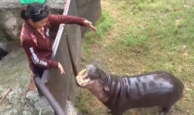 สวนสัตว์ขอนแก่นเร่งปั้น”หมูด้วง”หวังดังให้เท่า "หมูเด้ง"