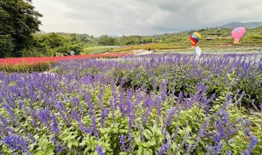 หยุดยาว!นักท่องเที่ยวแห่สัมผัสลมหนาวท่ามกลางสวนดอกไม้นานาพันธ์ุ์