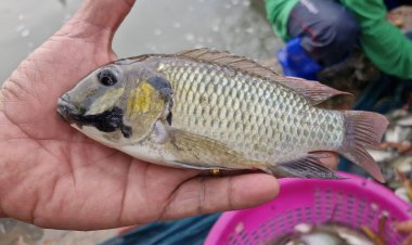 ผลศึกษาปลาหมอคางดำจากกานา-โกตดิวัวร์ ชี้ชัดว่าปลานำเข้าหลายครั้ง