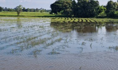 แม่น้ำมูลเพิ่มสูงขึ้นทำไหลล้นฝายบ้านจารย์ตำราท่วมนาข้าวแล้วกว่า70ไร่