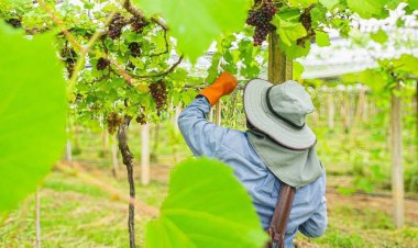 โคราชเตรียมผลักดันเทศกาลอาหารและไวน์กระตุ้นท่องเที่ยว สร้างรายได้ชุมชน