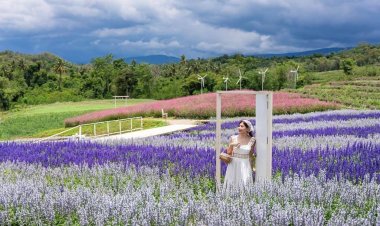 นักท่องเที่ยวแห่สัมผัสลมหนาวทามกลางสวนดอกไม้เขาใหญ่