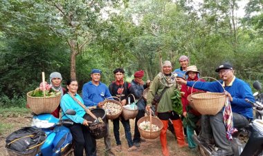 ชาวบ้านโคราชยิ้มร่า เห็ดโคนออกทั่วป่า พากันหากิน-ขายคึกคัก ได้เงินหลักพันบาทต่อวัน