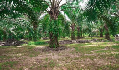 อานิสงส์ “ลานิญา”ฝนตกชุกส่งผลดีสวนพืชผัก ปาล์ม ยางพารา ภาคใต้