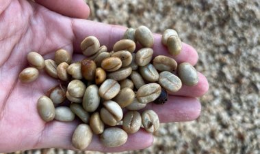 ยกระดับคุณภาพเมล็ดกาแฟอะราบิกาไทยด้วยเทคโนโลยีแสงซินโครตรอนก้าวสู่ตลาดโลกได้ราคาสูง