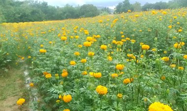 ออเดอร์ไม่ขาดสาย เกษตรกรสีคิ้วลงทุนปลูกดอกดาวเรืองขายรายได้มั่นคง