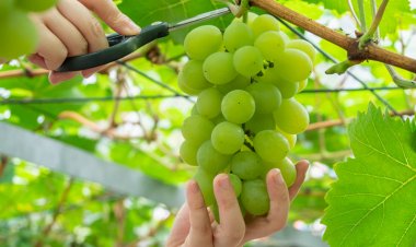 เตือนภัย! กินองุ่นไชน์มัสแคทจากจีน พบสารพิษตกค้างเกินค่ามาตรฐานทุกตัวอย่าง