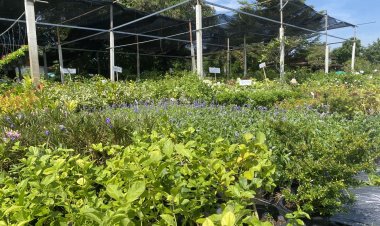 ตลาดไม้ดอกไม้ประดับโคราชคึกคักหลังพ่อค้าแม่ค้า เริ่มนำดอกไม้เมืองหนาวมาขาย