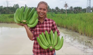 สาวโคราชพลิกวิกฤติลานมันฯขาดทุนหันปลูกกล้วยหอมทองส่งขายรายได้งาม