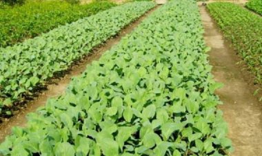 ยกโมเดลการปลูกพืชหมุนเวียนปรับตัวกับโลกร้อน ช่วยเพิ่มผลผลิตและรายได้