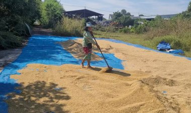 เกษตรกรโคราชจัดเวรยามเฝ้า24ชม.หลังโจรอาละวาดขโมยข้าวเปลือก