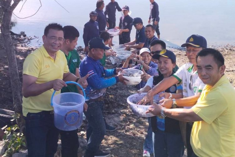 ประมงนครฯ-สุราษฎร์ฯ ยันปลาหมอคางดำเบาบางลง เดินหน้าต่อ จับมือ CPF ปล่อยปลาผู้ล่าลดปริมาณปลาในระยาว
