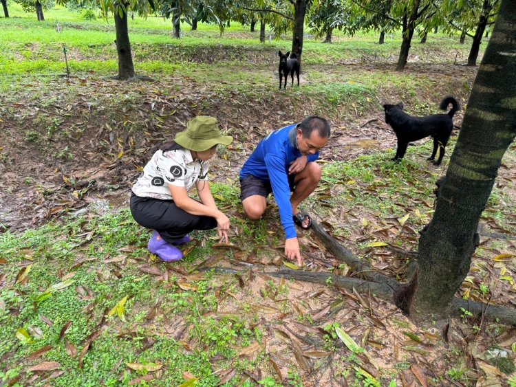 แนะเกษตรกรผู้ประสบอุทกภัย ใช้ไตรโคเดอร์มาควบคุมโรครากเน่า โคนเน่า หลังน้ำลด