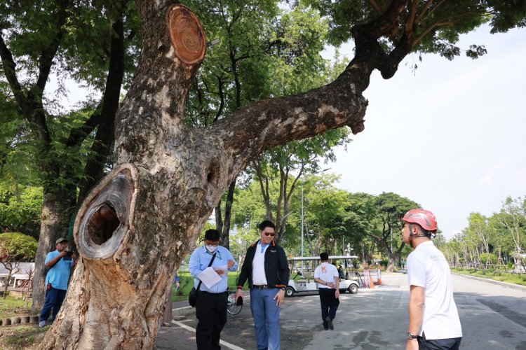 เข็มเหล็ก จับมือ กทม. เครือข่ายมหาวิทยาลัย เสริมความปลอดภัยด้วย “FLEXITREE” ค้ำยันต้นไม้ใหญ่ ลดความเสี่ยง-อนุรักษ์สิ่งแวดล้อม ถ.วิทยุ
