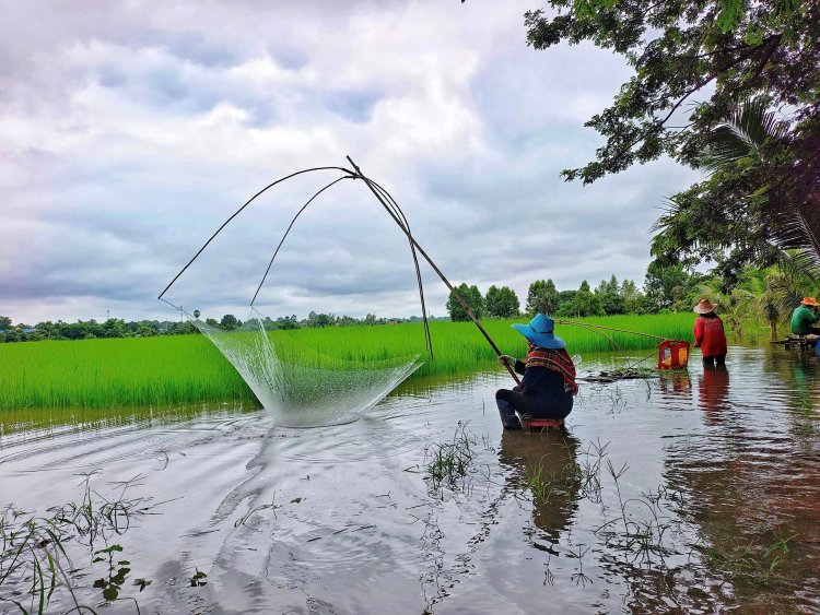 ฝนตกน้ำหลาก คนครบุรีแห่ยกยอหาปลาปรุงอาหารลดค่าใช้จ่าย เหลือขายสร้างรายได้