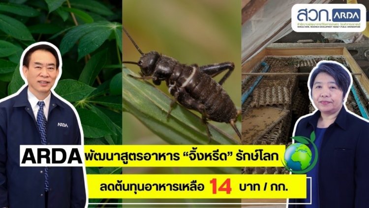 ARDA โชว์งานวิจัยรักษ์โลก นำใบมันสำปะหลังเหลือใช้พัฒนาสูตรอาหาร “จิ้งหรีด” ลดต้นทุน