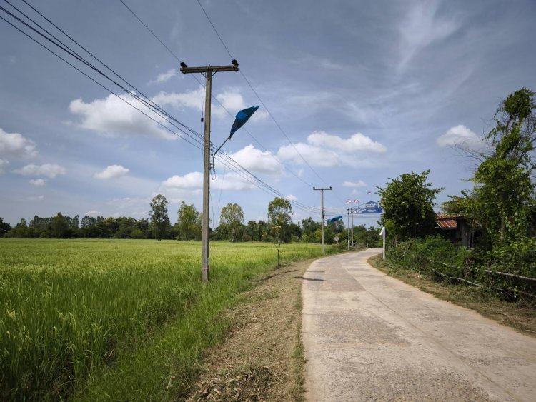 ชาวนาโคราชโอดไฟส่องทางกระทบข้าวไม่ออกรวง วอนเห็นใจปิดไฟบางช่วงช่วย