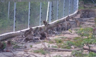 คนเมืองเพชรขอบคุณ ทส.สานต่อโครงการแก้ปัญหาลิงล้นเมือง