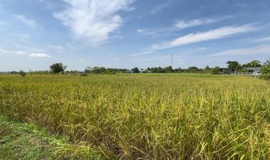 ชาวนาขอนแก่นวอนรัฐบาลเร่งจ่ายเงินชดเชยเหตุเข้าฤดูเก็บเกี่ยวผลผลิตแล้ว