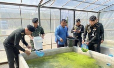 ทหารพันธุ์ดีลำปางนำร่องเลี้ยงไข่ผำ สุดยอดโปรตีน สร้างรายได้งาม