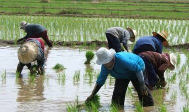 ครม.อนุมัติ งบ 2.5 พันล้าน ฟื้นฟูเกษตรกรหลังน้ำลด