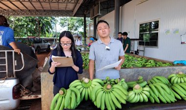 เดินหน้าดันกล้วยหอมสู่ตลาดญี่ปุ่น ความต้องการกว่า 5,000 ตัน/ปี