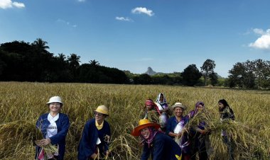 นำทีมผู้บริหาร-สมาชิก จับเคียว เกี่ยวข้าว ลงนาบ้านสูบเมืองเลย