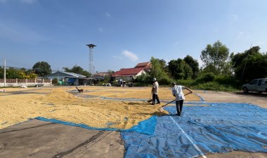 ผู้ว่าฯขอนแก่น เปิดลานหน้าอำเภอ-โรงพักและสถานที่ราชการทั้งจังหวัดให้ชาวนาตากข้าว