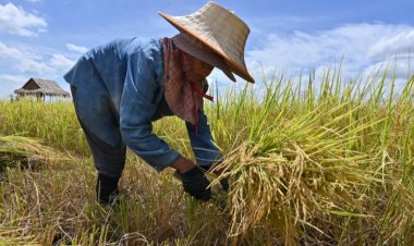 กษ.แจง ‘ไร่ละ1,000’ ไม่นิ่งนอนใจ เร่งเสนอครม. ช่วยชาวนา