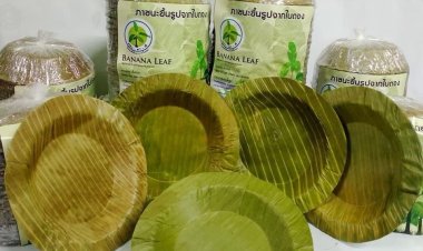 ใกล้เทศกาลลอยกระทง ตลาดใบตองคึกคัก แนะเกษตรกรวางแผน ให้คุ้มค่าการลงทุน