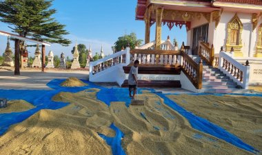ชาวนาศรีสะเกษตากข้าวให้ผีเฝ้าข้างเมรุวัด เชื่อปลอดภัยข้าวไม่หายอันตรายไม่มี