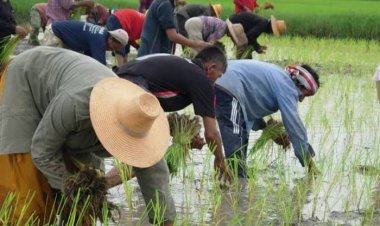 ก.เกษตรฯ แจ้งข่าวดีให้ชาวนาได้เฮ ! เผย มีปริมาณน้ำทำนาปรังทั่วประเทศ 10.02 ล้านไร่