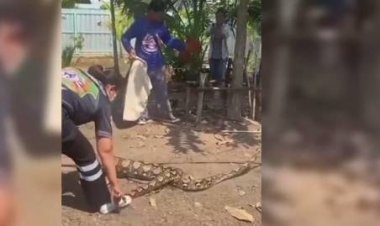 ลุ้นระทึก!เหลือมเขมือบห่านไปไม่ไหว นอนมอบตัวให้กู้ภัยมาจับ